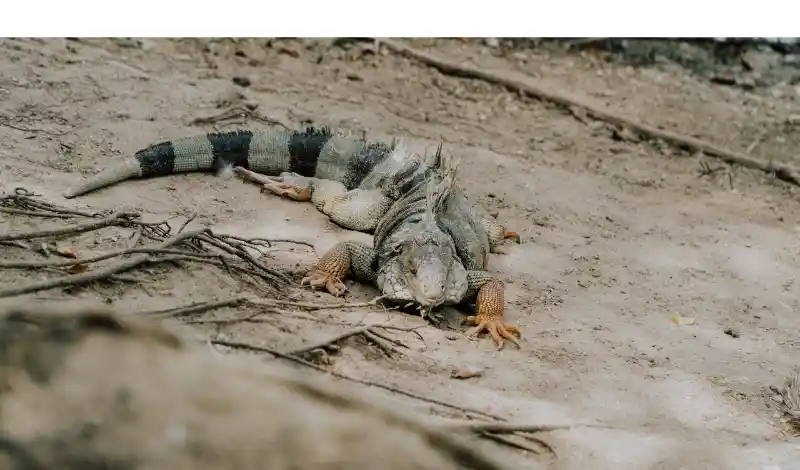 how-long-bearded-dragon-without-water