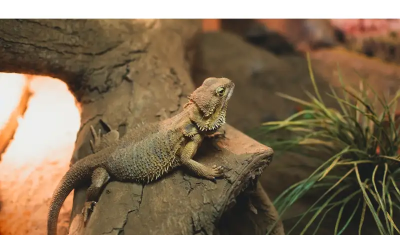 how-long-bearded-dragons-sleep-night