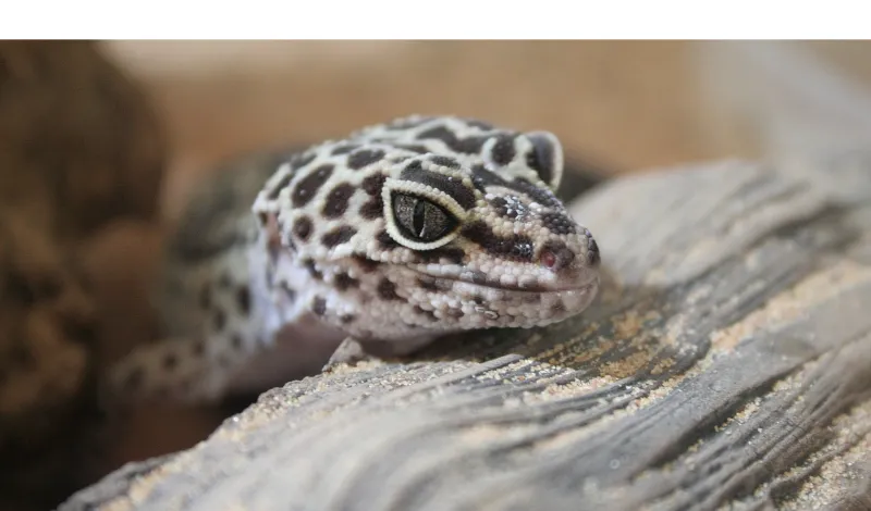 how-long-leopard-gecko-get-used-to-you