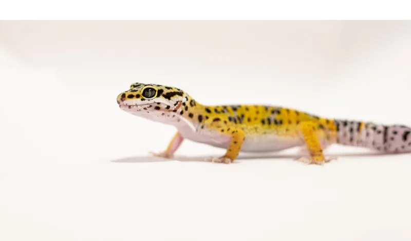 do-leopard-gecko-have-feelings