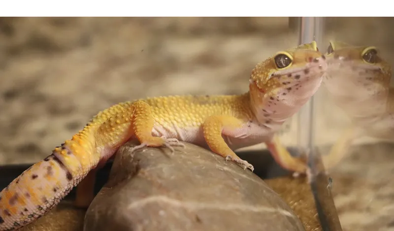 how-much-water-leopard-geckos-drink-daily