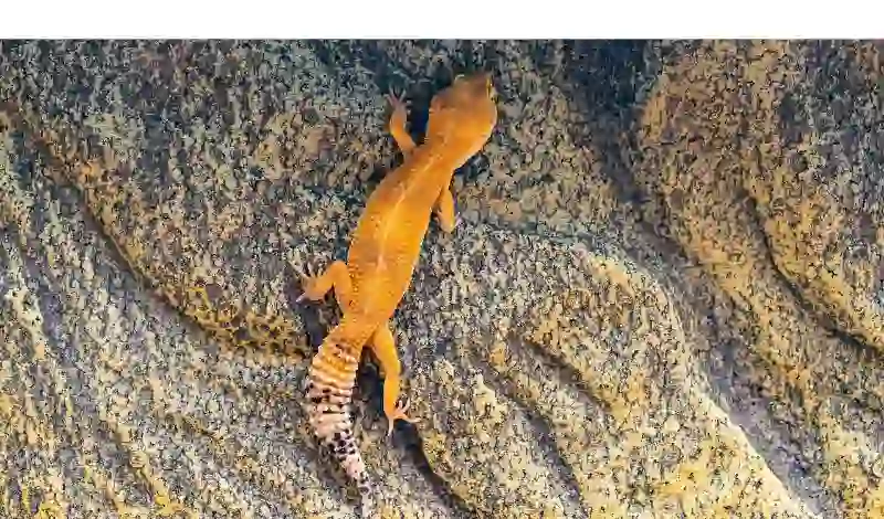 how-many-times-leopard-gecko-lose-tails