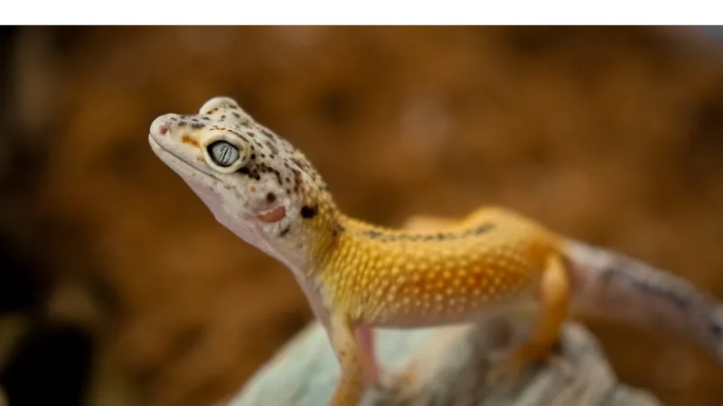how-often-to-feed-leopard-gecko