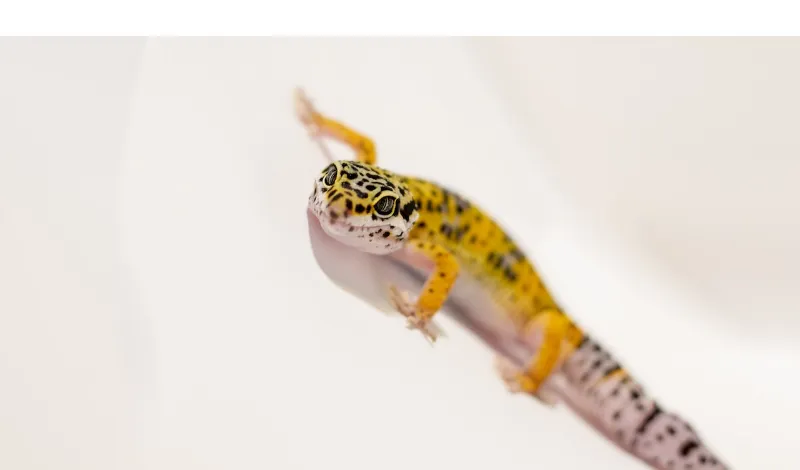how-to-fatten-up-skinny-leopard-gecko
