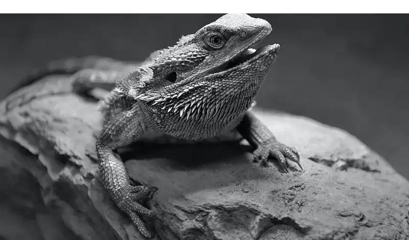 how-to-know-bearded-dragon-thirsty