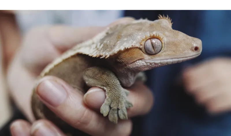 how-to-know-if-leopard-gecko-in-pain