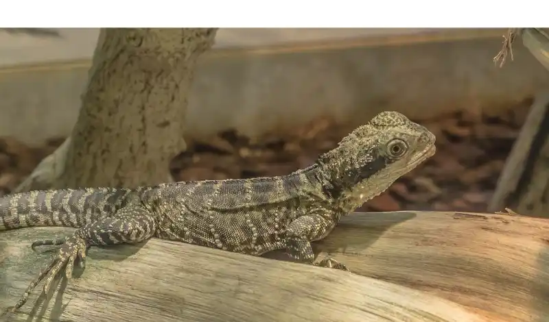 how-to-train-leopard-gecko