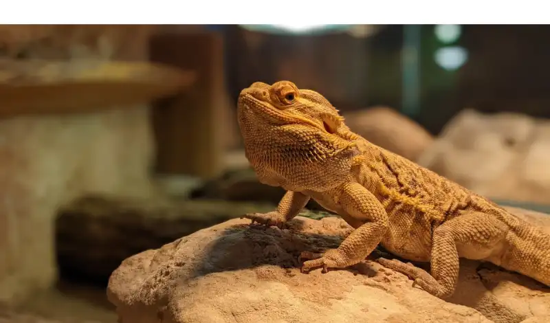 keep-lights-on-bearded-dragon