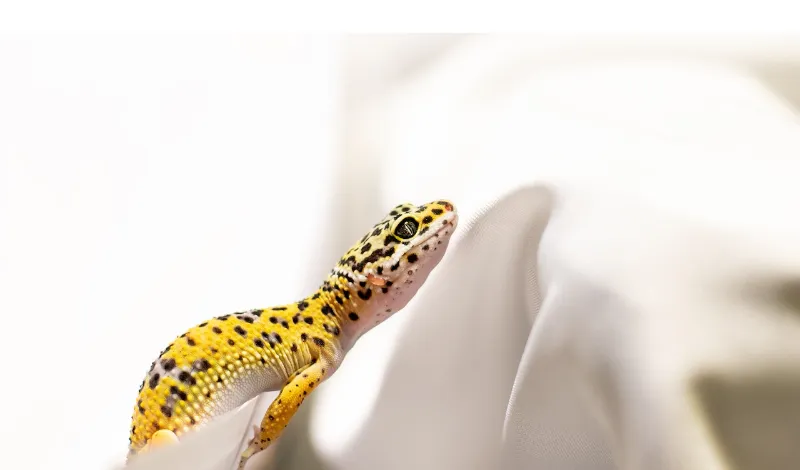 leopard-gecko-calcium-diet