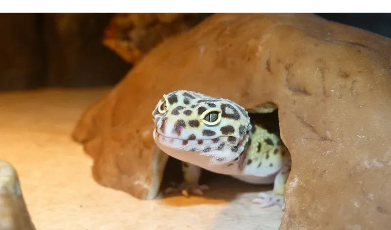leopard-gecko-lighting-schedule