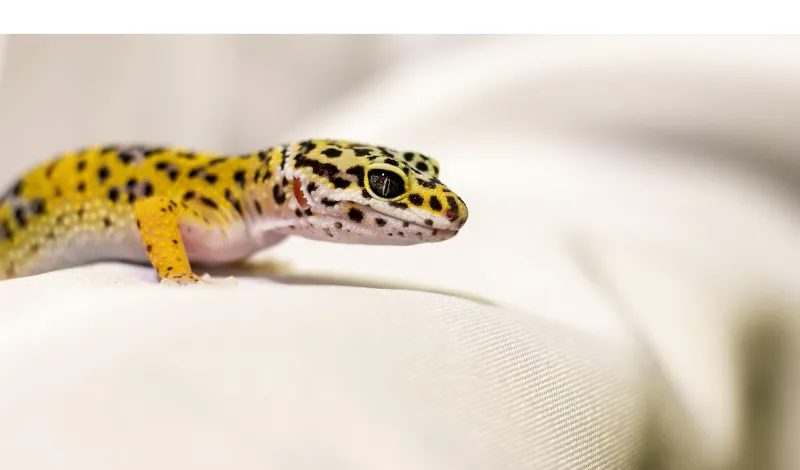 leopard-gecko-not-eating-but-drinking-water