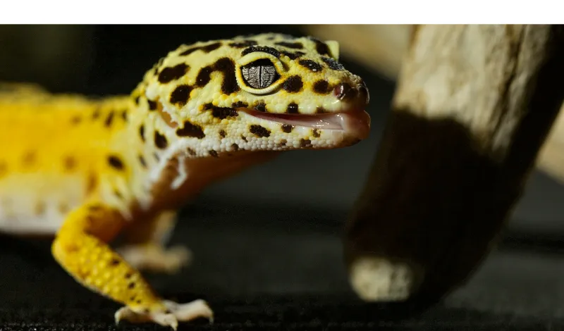 leopard-gecko-throat-moving-fast