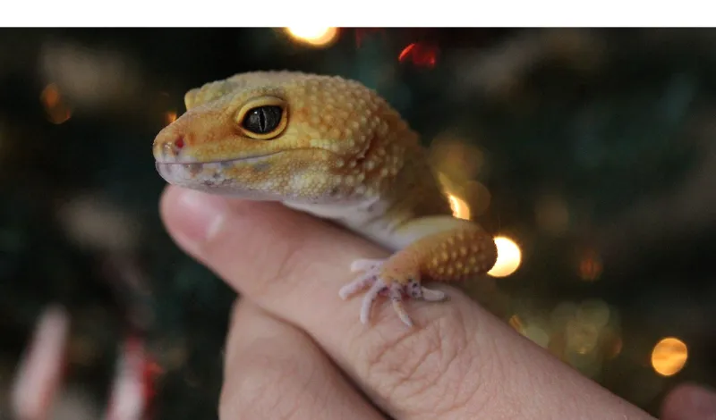 leopard-gecko-vision-vs-human-vision