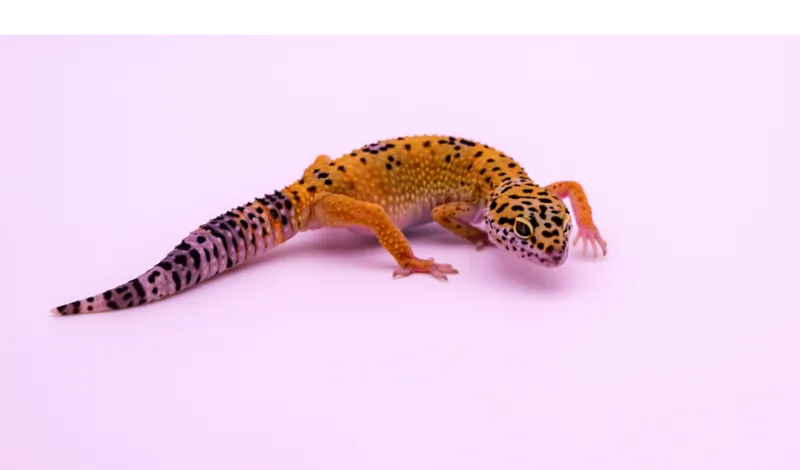 make-leopard-gecko-love-you