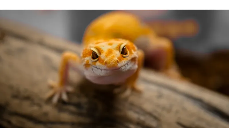 place-2-female-leopard-gecko-together