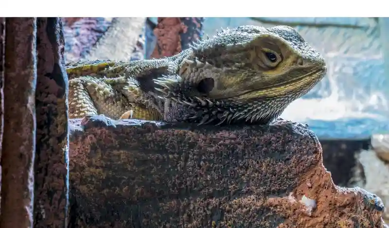 should-you-cover-bearded-dragon-tank-at-night