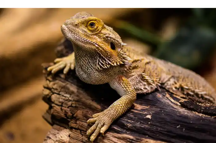 signs-bearded-dragon-is-happy