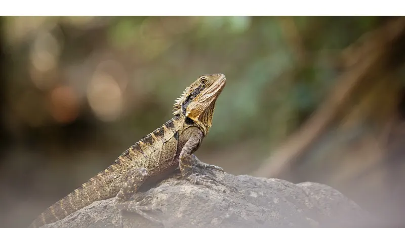 signs-bearded-dragon-is-healthy