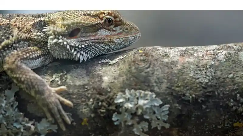 signs-bearded-dragon-is-hungry