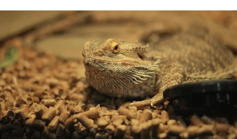 signs-bearded-dragon-unhappy
