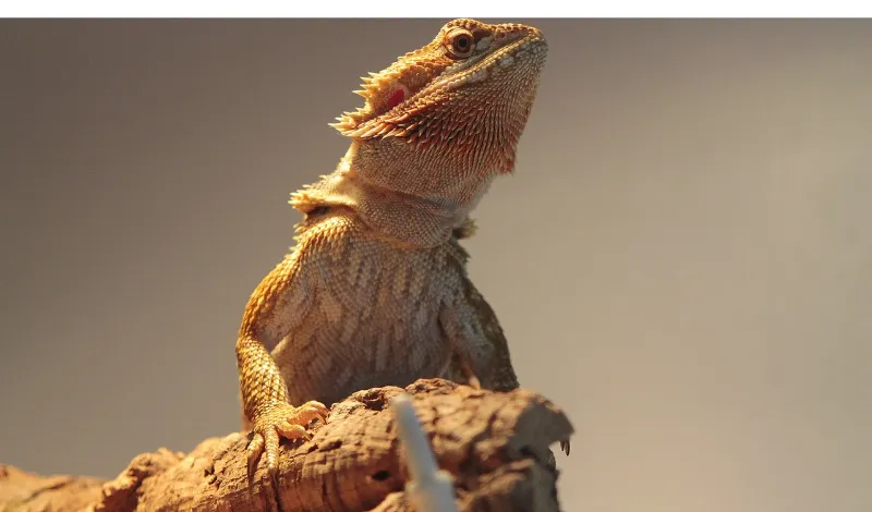things-bearded-dragon-hate