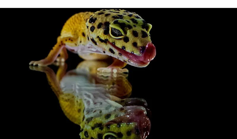 turn-gecko-lights-off-at-night]