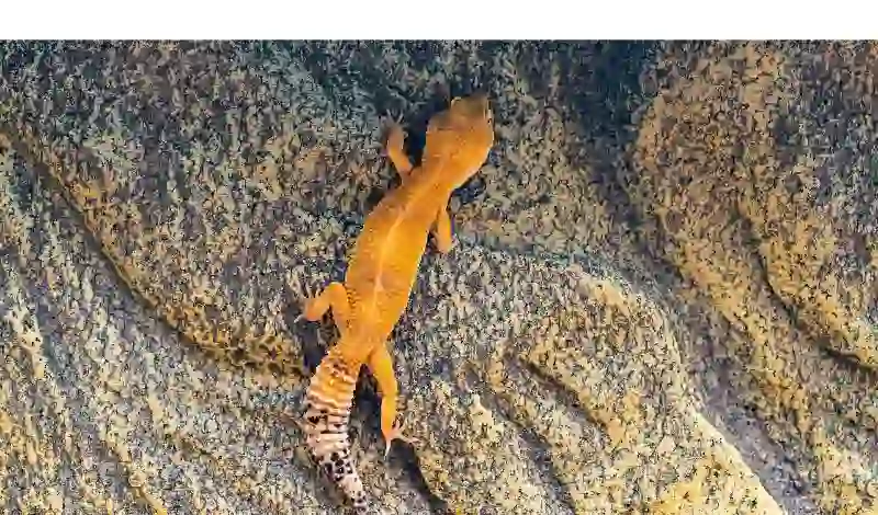 water-misting-leopard-gecko