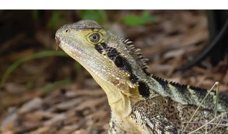 what-bearded-dragons-like-to-play
