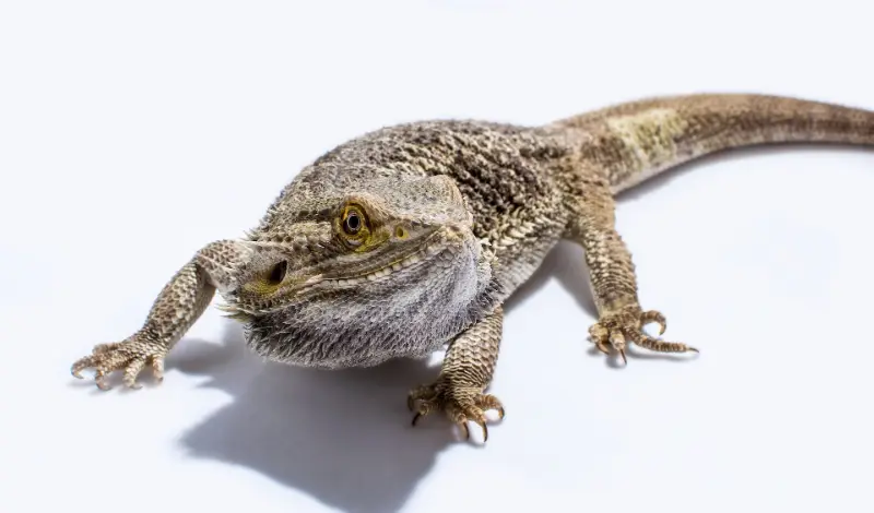 what-bearded-dragons-like-to-sleep-on