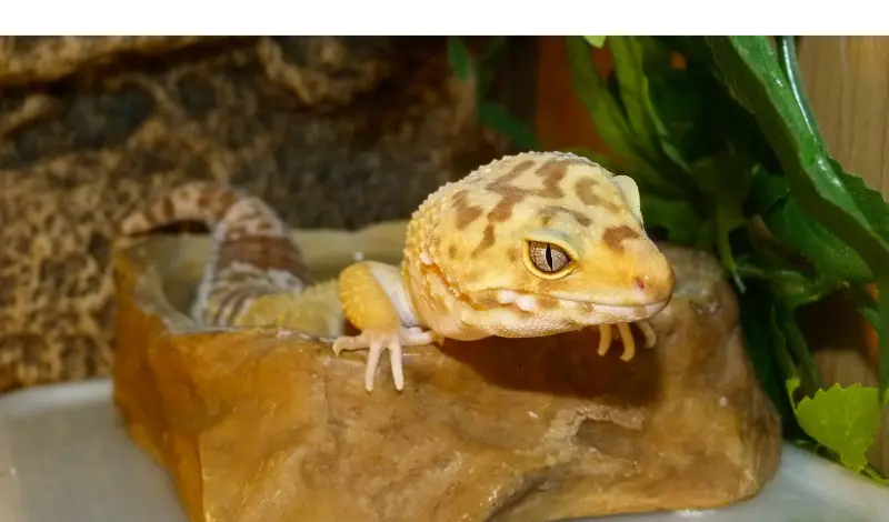 what-vegetables-can-leopard-gecko-eat