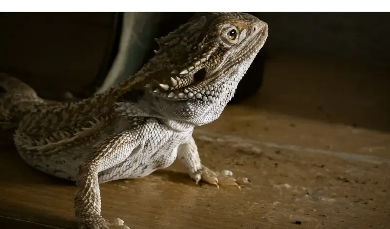 why-bearded-dragon-bob-head