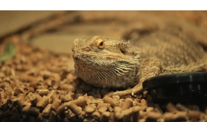why-bearded-dragon-curled-in-corner