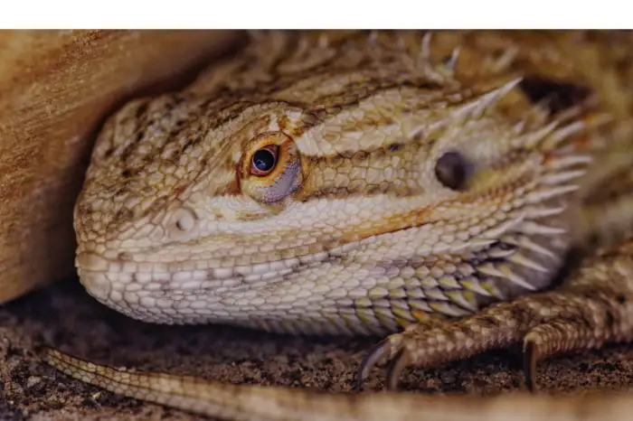 why-bearded-dragon-curled-up-corner