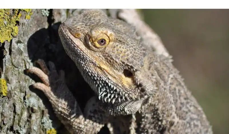 why-bearded-dragon-standup-tall
