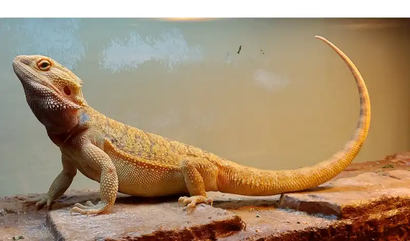 why-bearded-dragon-tail-up