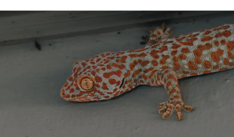 why-leopard-gecko-sploot