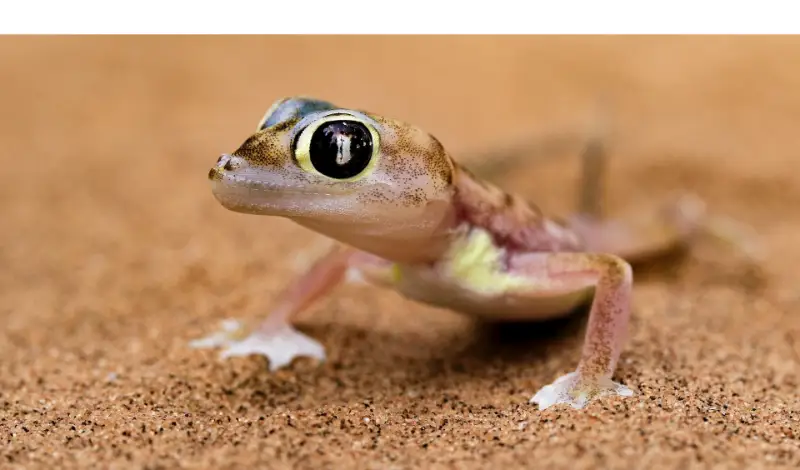 when-leopard-gecko-licks-you