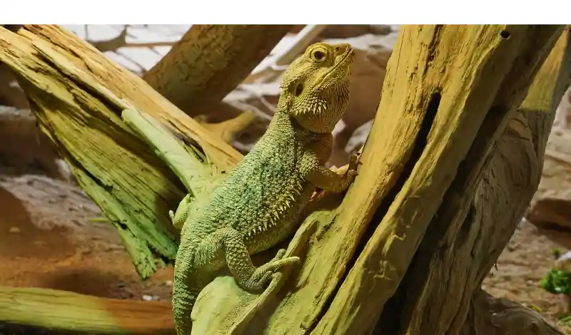 how-to-know-if-bearded-dragon-is-stressed