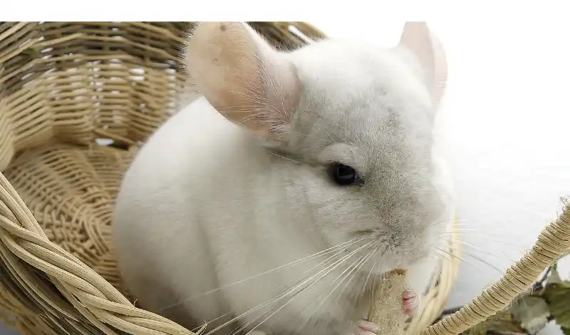 are-chinchillas-good-with-dogs