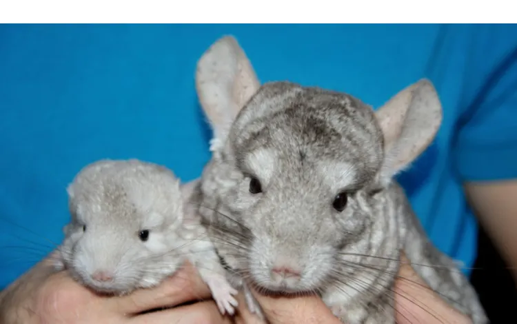 can-chinchillas-go-for-walks