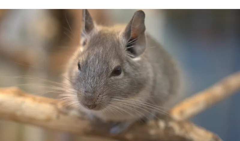 can-chinchillas-live-outside