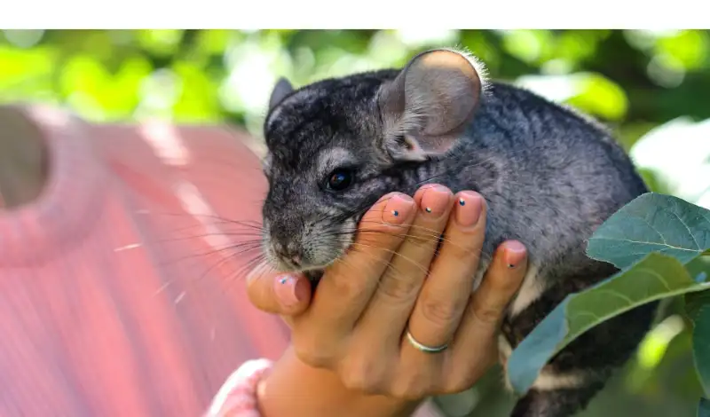 what=happen-when-chinchilla-gets-rain