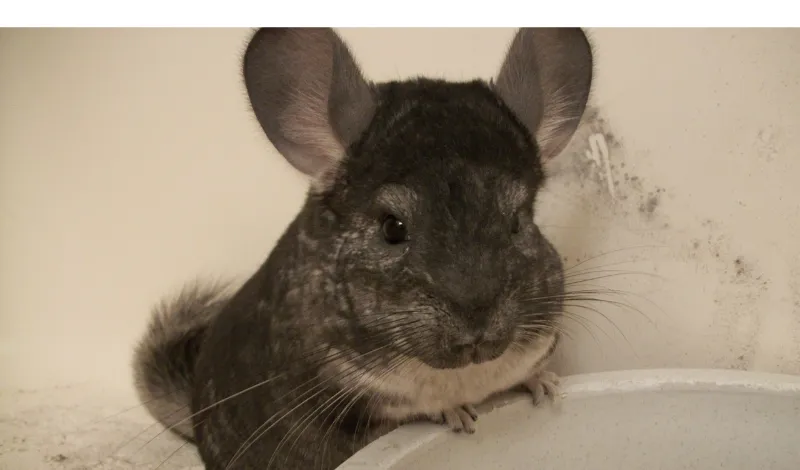 do-chinchilla-spray-urine
