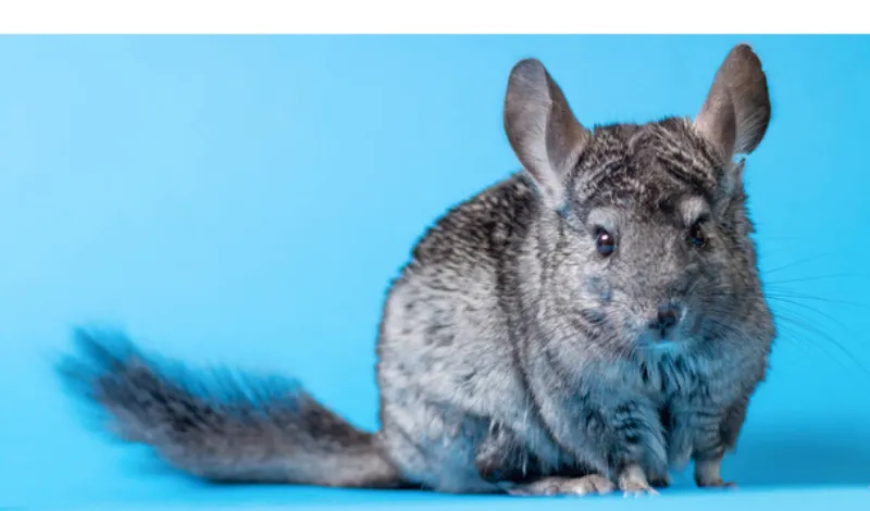 do-chinchillas-bite