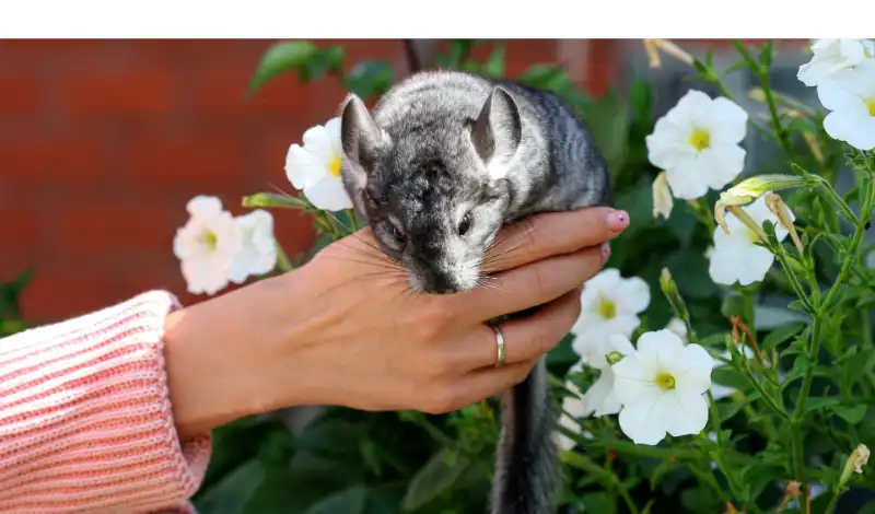 Do Chinchillas Pee When They Are Scared? [Explained]