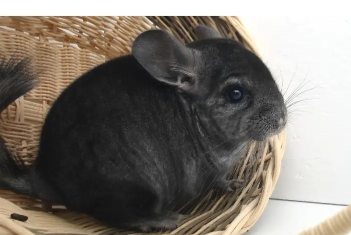 does-chinchillas-get-along-with-cats