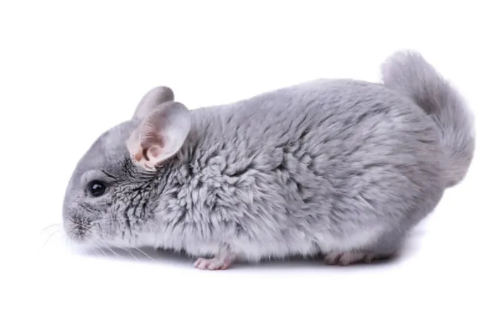 does-chinchillas-shed