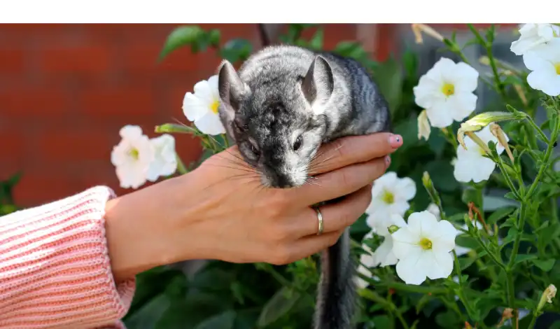 signs-chinchilla-likes-you