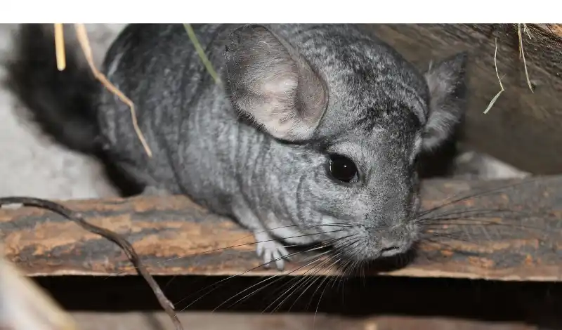 why-chinchilla-pee-in-food