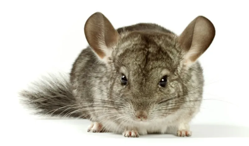 why-chinchilla-poop-so-much